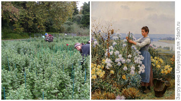 Подвязка хризантем в Саду и в старину, картина Daniel Ridgway Knight, фото сайта Википедия