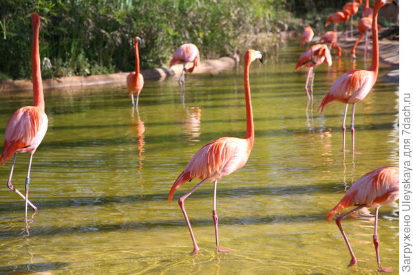 Красивые птицы