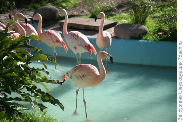 Красивые фламинго
