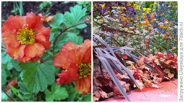 Гравилат чилийский сорт Fire Opal, фото сайта Avondale Nursery и этот же сорт в композиции, фото сайта GAP Photos