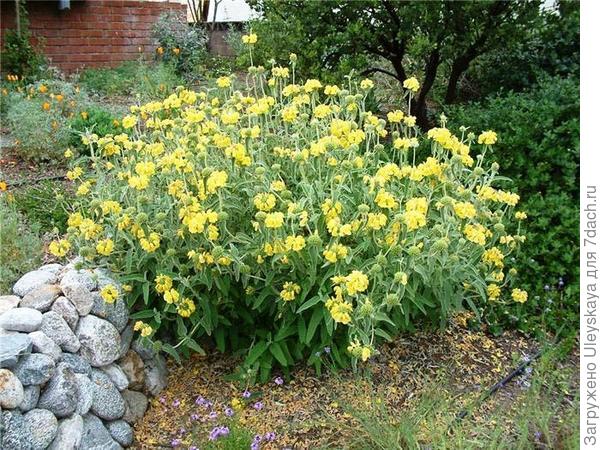 Зопник кустарниковый, фото сайта www.ashlandsaveswater.org