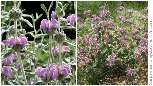 Зопник пурпурный, фото сайтов Lambley Nursery и maneti-lamardeverde.blogspot.com