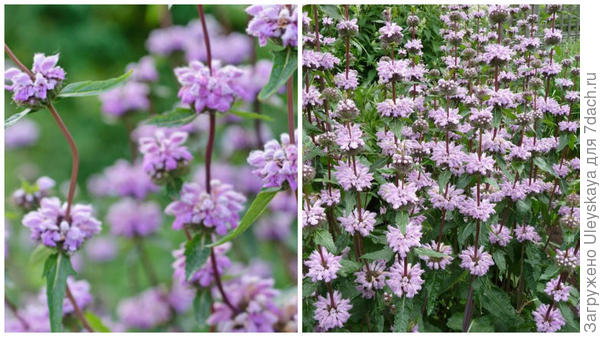 Зопник клубненосный, фото сайта Gardenia.net и Květinářství Plantica