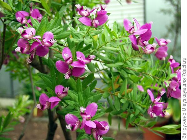 Истод миртолистный, фото сайта Plantinfo