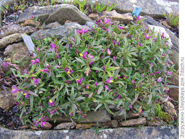 Истод самшитовидный var. purpurea, фото сайта Flickr