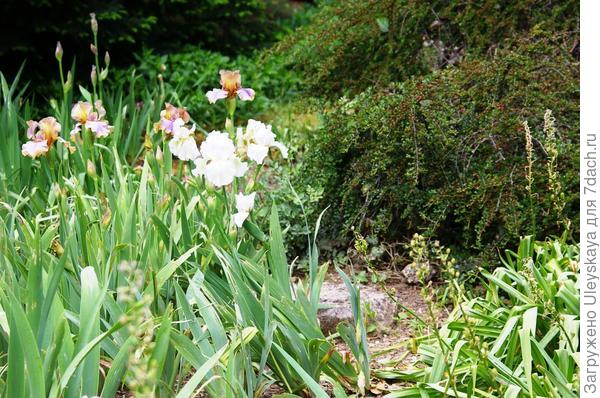Блестящие клумбы из кизильника и Превращаем дачный участок в сад наслаждений с помощью популярных видов и сортов кизильника