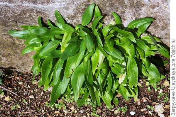 Кентрантус красный, 22 января 2017 года