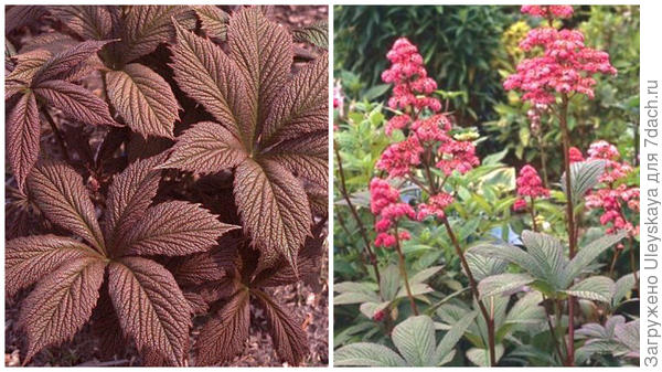 Роджерсия перистая сорт Chocolate Wings, фото сайта www.edelgarden.ru и сорт Superba, фото сайта Perennial Farm Marketplace