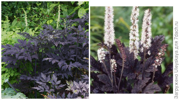 Цимицифуга простая Brunette фото сайта Plant Lust и она же в цветении, фото сайта Главная