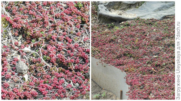 Очиток белый Coral Carpet