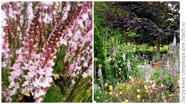 Льнянка пурпурная Canon Went, фото сайта Pinterest и она на переднем плане, фото сайта Garden World Images