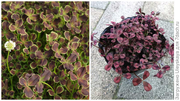 Клевер ползучий Purpurascens фото сайтов Cotswold Garden Flowers и 【楽天市場】 ショップ一覧