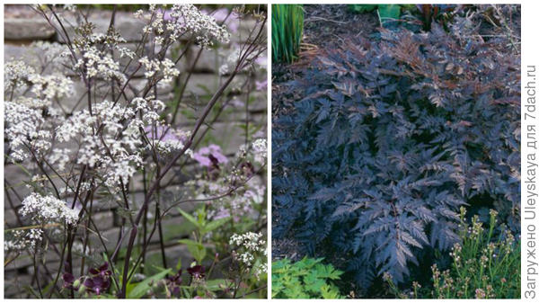 Купырь лесной сорт Ravenswing, фото сайтов Gardeners World и Fine Gardening
