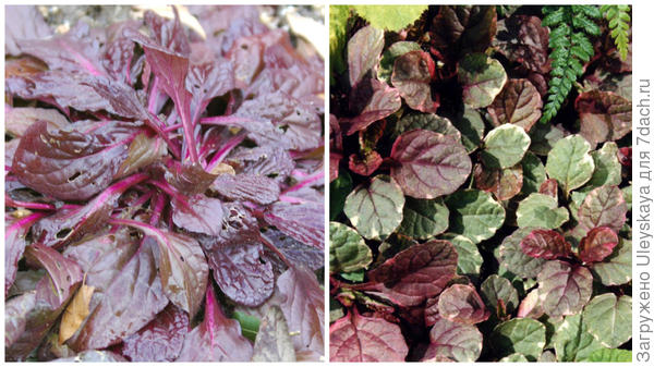 Живучка ползучая 21 января 2017 г., Ялта и ее сорт Burgundy Glow, фото сайта Wikimedia Commons