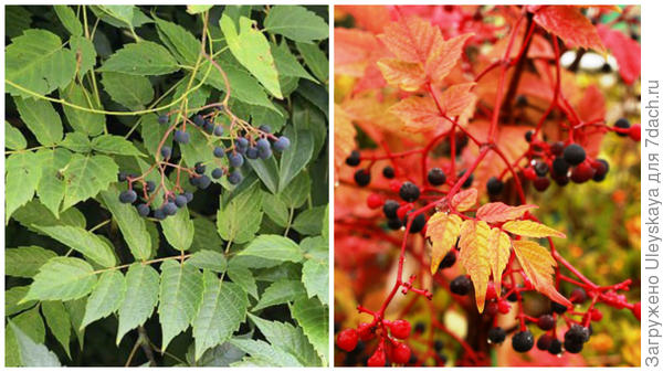 Ампелопсис крупнолистный, фото сайтов Asian flora и Floravera