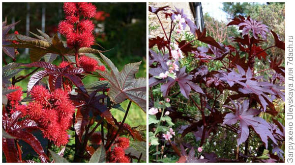 Клещевина сорт Gibsonii, фото сайта Rainy Side Gardeners и сорт New Zealand Purple, фото сайта 101dizain.ru