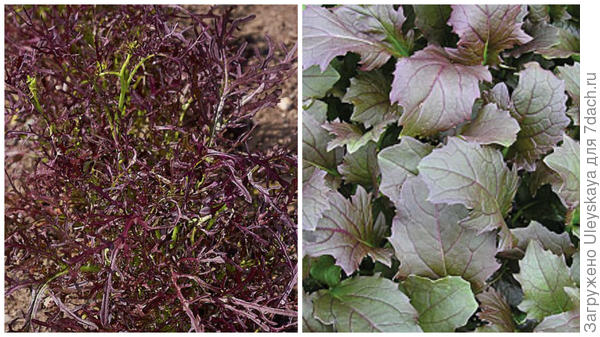 Репа листовая мицуна сорт Red Coral, фото сайта Country Farm and Garden Photos и фото сайта CN Seeds