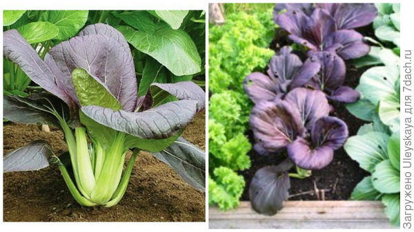 Коматсуна, фото сайта CN Seeds и она же в мини-композиции, фото сайта Charles Dowding