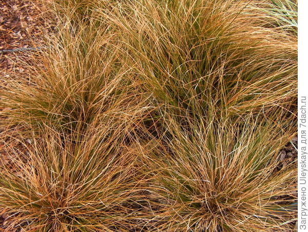 Осока кирпичная сорт Orange Sedge, фото сайта , Online Plant Guide