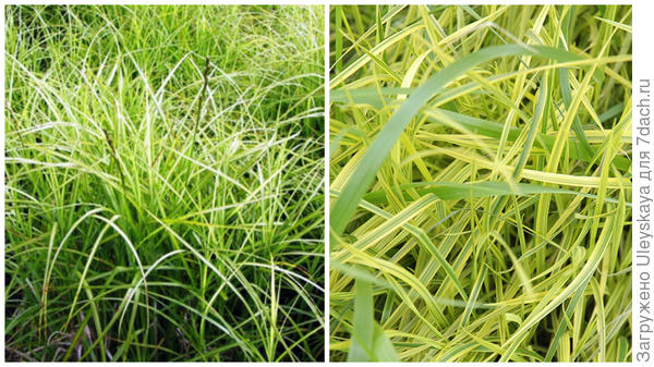 Осока мускингуменская сорта Ice Fontains, фото сайта Bluestem Nursery и Oehme фото сайта Gertens