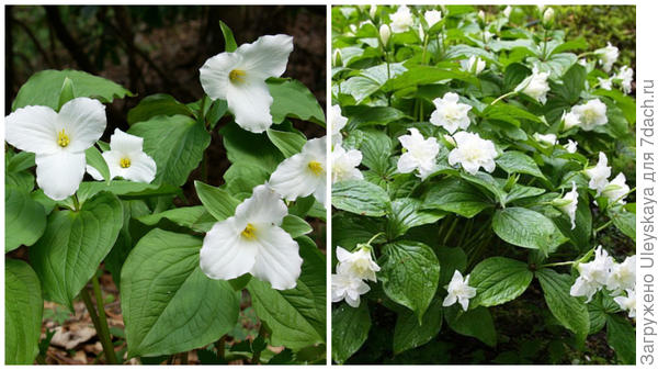 Trillium grandiflorum North Carolina Native Plant Societyи его сорт ‘Flore Pleno’, фото сайта www.haw.org.uk