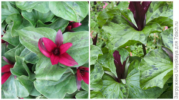 Триллиум зеленолепестный, фото сайта Wikimedia Commons и его сорт Volcano, фото сайта Linda Cochran's Garden