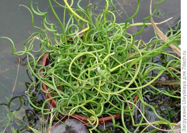 Ситник распростертый Спиральный, фото сайта Buy Rare Seeds