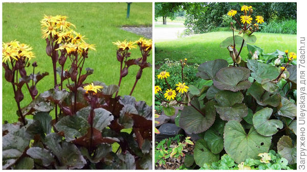 Бузульник зубчатый сорт ‘Othello’, фото сайта Grows on You и сорт Desdemona, фото сайта Gardening Impulse1