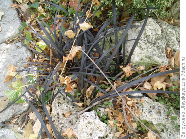 Моя мечта - офиопогон с пурпурными листьями