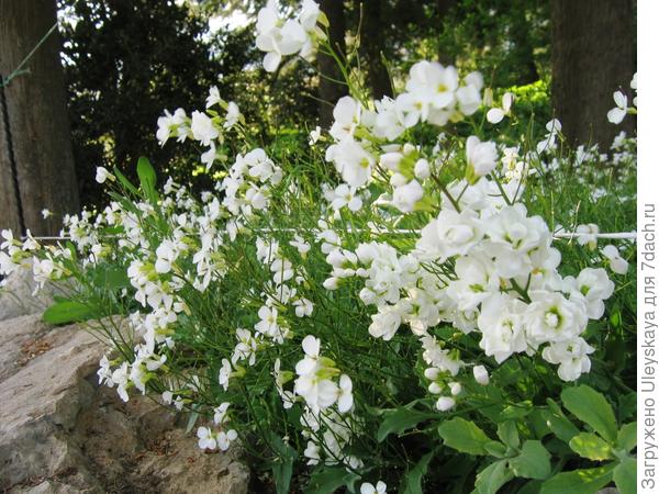 Резуха кавказская сорт Flore Pleno