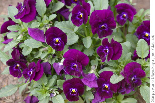 Viola wittrockiana sp.3