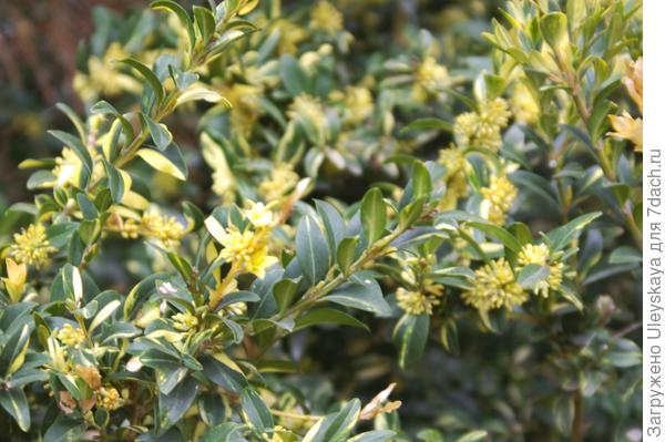 Самшит вечнозеленый Aureovariegata