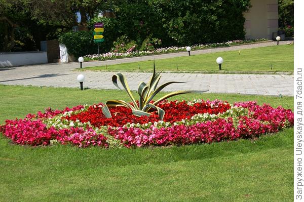 Бегония вечноцветщая на клумбе