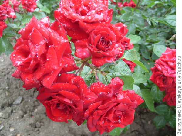 Роза Niccolo Paganini флорибунда