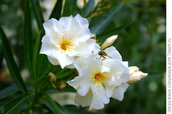 Олеандр обыкновенный с белыми цветками