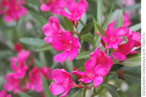 Олеандр с ярко розовыми цветками