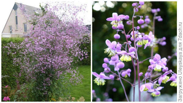 Василистник Делавея Splendide, фото сайта Allan Becker – Garden Guru и соцветие крупным планом, фото сайта Dorset Perennials
