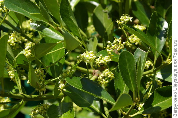 Бересклет японский в цветении