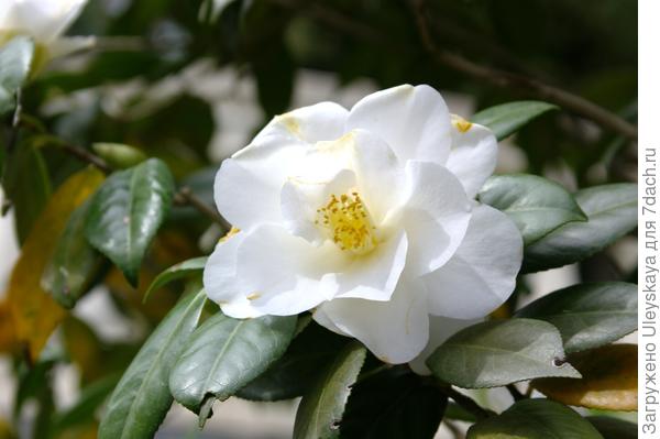 Цветок камелии японской крупным планом, фото автора