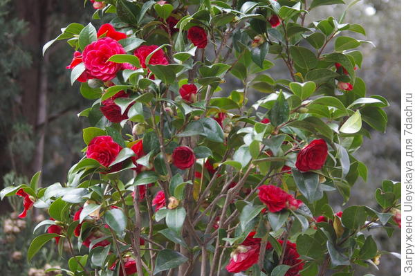 Цветет камелия японская в Партените, фото автора