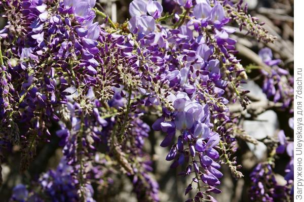 Висячие соцветия-кисти глицинии китайской, фото автора