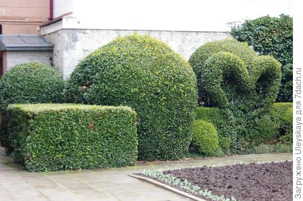Все стрижки из лавра благородного, он хорошо держит форму, фото автора