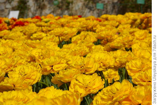 Тюльпан садовый, сорт-новинка Monte Peony, фото автора