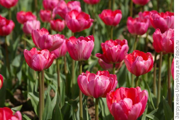 Тюльпан садовый Up Pink, фото автора