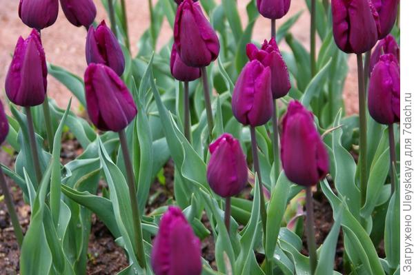 Тюльпан садовый Purple Bouquet в бутонизации, фото автора