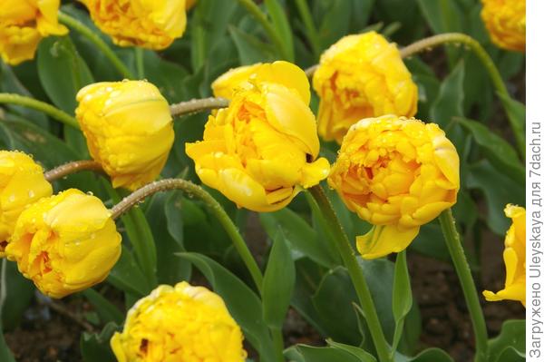 Тюльпан садовый, сорт Monte Peony после дождя, фото автора