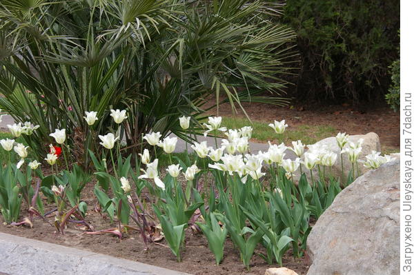 Цветут тюльпаны сорта Spring Green, фото автора