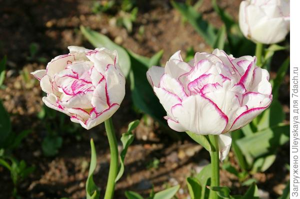 Тюльпан садовый сорт Belicia, фото автора