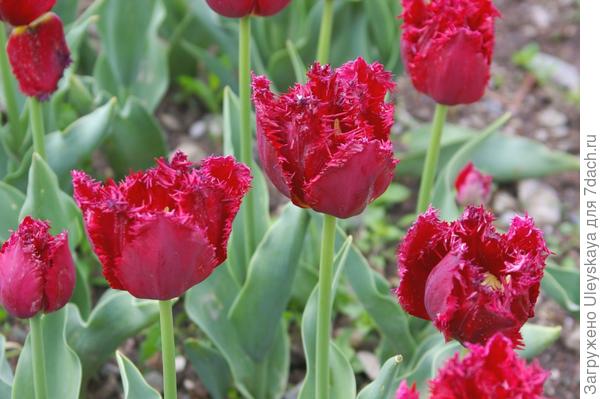 Тюльпан садовый сорт Barbados, фото автора