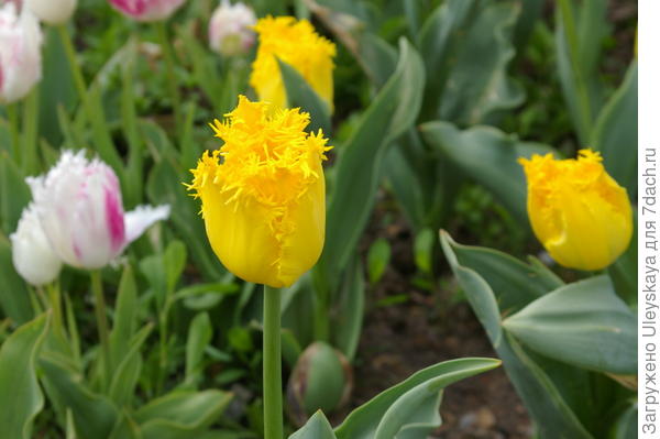 Тюльпан садовый сорт Crispy Mary, фото автора